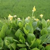 カンナの花　通路が通れる　Canna flower