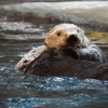 【神戸須磨海浜水族園ラッコ館】ちょ待てよ!!結構激しい2頭の関係!!【海のパンダ?癒やし】 