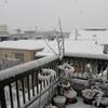 東京は猛吹雪