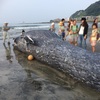 ウィキペディアの由比ヶ浜の記事にシロナガスクジラの画像が載ったよの巻