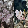 鎌倉では山桜，染井吉野，そして枝垂れ桜が一斉に花開きました．安国論寺-妙法寺地区と本覚寺界隈をぶらぶら歩きました．サクラ以外に出会った春の花は，タンポポ，カタバミ，ヘビイチゴ，ムラサキハナナ，フリージア，リキュウバイ等17種類．染井吉野は額田病院脇，山桜は安国論寺で．そして枝垂れ桜は安国論寺と本覚寺．やはり本覚寺の枝垂れ桜が鎌倉では一番でしょうか．
