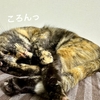 一緒の枕でzzz…。