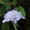 お花見登山