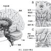 パーキンソン病を理解するための基礎的な神経回路