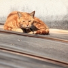 昼の猫と夜の猫