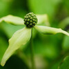 西大寺緑花公園の動植物