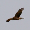 手賀川上空を獲物を狙って飛ぶ鷹チュウヒ