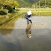 畦の草刈り2度目