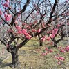 「梅まつり」目前の愛知県植木センターにウメを見に＆帰途おなじみのJA愛知西産直広場