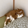 土曜日の恋猫。