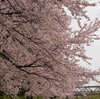 相模三川公園の桜