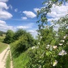 Surrey Hills ハイキング