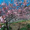 佐久間ダム湖　桜、開花状況（2025年2月20日、木曜日の様子）南房総の桜の名所、満開は3連休の後半くらいからかな？