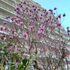 春の花木「モクレン」「コブシ」
