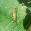 フタオビミドリトラカミキリのいる別荘