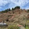 今日はお祭り三昧～♪