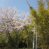 竹と桜