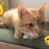 第四ラボで惨劇か！？ゴールデンボールカッターが来たりて玉を刈る