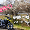 桜咲く、Vストローム250で桜探しツーリング。そして初めての立ちごけ