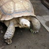 秋の週末：動物園と公園遊び