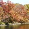 天皇賞秋予想　網走川の紅葉