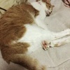 ねこ写真#27