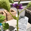 一番花が咲いた白ナス　畑に植えました！
