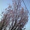泉大津の桜とボケの花