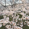 桜満開とともにブログ年明け^^;