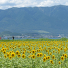 湖岸のひまわり畑