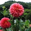 ＜写真＞今年も夏の終わりは、黒川の大輪のダリヤに挑む