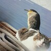 行ってきました『興趣の猫-点猫・11-』