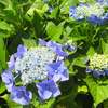 暑い季節には青や紫の花
