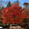 【軽井沢へ】浅間山、もみじの紅葉、フランス牛ステーキ