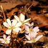 小さく可憐な花雪割草を撮ってきました！！