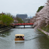 お花見十石舟と名残の桜、そしてインクラインからミツバツツジ咲く水路閣へ。