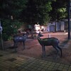 街の「シカの像(Obihiro Spirit Deer)」