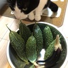 野菜の収穫　2023年の結果報告