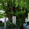 麻布山　善福寺　〜善福寺ノ公孫樹・福澤諭吉墓・越路吹雪歌碑・ハリス記念碑〜　その三