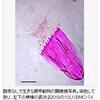 酸素なしで生きる多細胞生物発見の事。