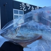 北海道のニシンは刺身も白子も食べるしん