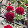 ご近所のバラがきれい