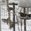 雪が降る