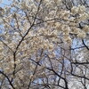 お花見日和〜桜マカロンと千本桜〜