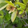 バナナの香りがする初夏の花〜カラタネオガタマについて