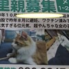 猫　里親募集広告