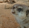 徳島記（歩きまくった動物園）