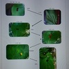 てんとう虫の観察記録