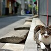 横浜の路地で出会ったネコさんとプチ撮影会