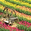 世羅高原農場のチューリップ ⑧ （広島県世羅郡世羅町）